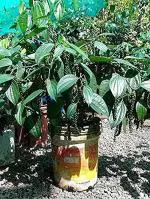 Earth Angels Black Pepper PlantGolmorich PlantRedwingz Black Pepper/ Gol Morich/ Kali Mirch Live Plant- 2 feet