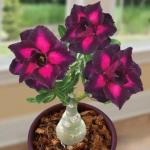 Cloud Farm Air Layered Adenium Desert Roses Purple Color Healthy Plant [CF1644]
