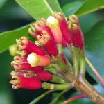 Baishnab Clove PlantLobonga PlantLive Clove Plant Laung Lavang Spice