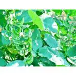 CooPany Broad Beans/ Avarakai Seeds Best For Home And Terrace Garden 15 Seeds