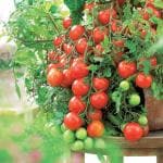 JIGNISHA SEEDS Red Cherry Tomato Vegetable Seeds For Rainy Season Pack Of 50