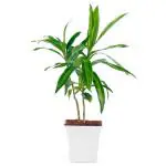 PHULWA Dracena Dara Singh Live Plant With White Square Plastic Pot