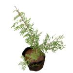 SENECIO Shami Tree, Vanni Maram, Banni Mara, Jammi, Jand, Prosopis Cineraria, Khejdi Ghaf Feng Shui Flowering Ornamental Good Luck LIVE Plant