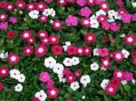 Green World Vinca Mixed Flower 50 Seed