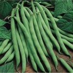 Green World Drought Resistant Pole Beans Selection Amira 50 Seeds (Pack Of 4)