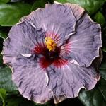 PLATONE Hibiscus Plant_Hibiscus plant mc gyu(x353