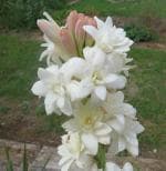 PARYAVARAAN Polianthes TUBEROSA / Tuberose White Flower Bulbs (5 Bulbs Pack) One of The Most Popular Flower Bulbs for Summer Seasons