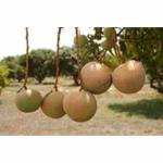 Exotica Orchids Rumani Mango Plant-Grafted