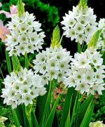 PARYAVARAAN Imported Veriety Chincherinchee, Ornithogalum Flower Bulbs Orange Colour Exotic Beautiful Flower Bulbs All Season For Home Gardening (Pack of 5 Flower Bulbs)