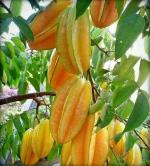 Earth Angels Star Fruit Carambola Grafted PlantKamranga plantStar Fruit / Kamranga Famous Star Shaped Tasty Fruit - Live Plant.[v1]