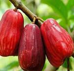 Online Plant Bazar Red Water Apple Thai Variety Grafted Live Plant