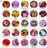 Kraft Seeds Varieties of Summer Flower Seeds (Pack of 25 Varities)