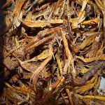 Xetomos Jivanti Leptadenia reticulata 100gm