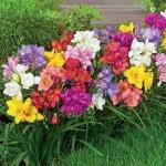 PARYAVARAAN Fragrance double flower Freesia pack of 8 bulbs by PARYAVARAAN,Multicolour