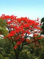 Plantzoin Royal poinciana Gulmohar Delonix regia Krushnachuda Live Plant