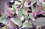 Earth Angels Sweet Potato PlantLal alu PlantLive Tricolour Sweet Potato Vine Plant