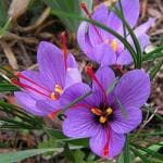 Green World Saffron Crocus Flower Plant Seed (Pack of 2)