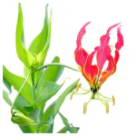 Ashokavanam Flame Lily plant (Gloriosa superba) medicinal creeper plant