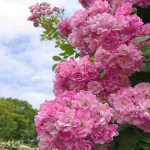 Ashokavanam Orchid Pink Rose (Floribunda) Plant