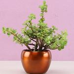Greenery Nursery Jade Plant (Hybrid, Pack of 1)