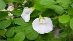 Platone Aparajita/ Butterfly Pea Plant Aparajita White Color Flower Plant
