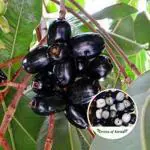 Globalplants Grafting Black Jamun Plant
