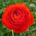 PARYAVARAAN Ranunculus Red Flower Bulbs For Home Gardening pack of 5 bulbs in packet
