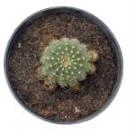 Indian Gardens Echinopsis Tubiflora Cactus With Pot Live Plants