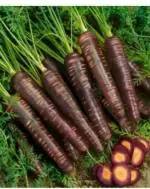 Green World Organic Black Carrot 150 Seeds