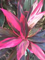 Plantzoin Good luck plant Ti plant Cordyline fruticosa Live Plant