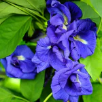 ONLINE PLANT BAZAR APRAJITA BLUE DOUBLE PETAL FLOWER LIVE PLANT(PACK OF-1)