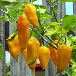 JIGNISHA SEEDS Yellow Ghost Pepper Chilli / Naga Bhut Jolokia Chilli Vegetable Hybrid Seeds Pack Of 30