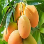 The Entacloo Mango Plant_Mango Plant cp RB dq(y173