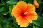 Online Plant Bazar Orange Hibiscus Flower Plant Pune Dwaf Variety