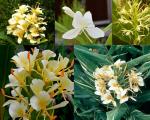 PARYAVARAAN Hedychium Lily/Ginger Lily/Gandasuli/ Garland Lily Fragrant Flowers Sow and Grow Fresh Healthy Bulbs for Your Garden (Pack of 10), Multicolour