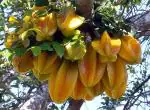 Online Plant Bazar Yellow Star Fruit Sweet Live Plant