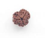 Feel Touch Mart 3 Mukhi Rudraksha High Rated Brown Rudraksha Beads by Lab Certified