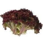 PARYAVARAAN Lettuce Red Lollo Rosso Vegatable Seeds For Gardening pack of 30 seeds