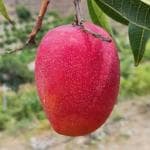 Online Plant Bazar Red Pusa Arunima Mango Grafted Live Plant