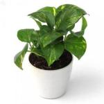 Cloud Farm Hybrid Air Purifying Abilities Money Plant - 200 mm CF1025