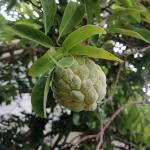 PUNARVA Custard Apple Hybrid Plant - 250 Mm
