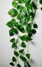 Alment Green Plastic Artificial Money Plant Wall Creeper