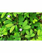 Green World Organic Shame Plant Seeds 500 g