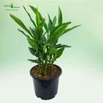 Globalplants Cardamom Plant f