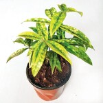 Ashokavanam Dracaena Golddust Plant (surculosa Aurea)