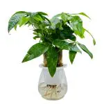 Hug A Plant Pachira Money Plant Tree | Malabar Chestnut (Pachira aquatica)- Live Plant Selfwatering Pot (Home & Garden)