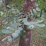 Kapebonavista Soymida febrifuga Rohini plant