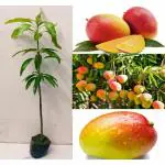 Cloud Farm Gulab Khas(Mangifera indica)-Rare Mango Fruit 1 Grafted HealthyAmba Plant Variety-Original Desi Delicious Huge Productivity CF_1059