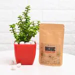 FlowerAura Air Purifying Live Indoor Good Luck Jade Plant In Plastic Blossom Pot With Manure For Living Room, Balcony, Bedroom, Home/ Office Decor, Birthday Gift, Anniversary Gift, Diwali Gift