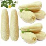 Mini Storify Truly Organic Natural Loufah or Loofah Sponge Body Scrubber for Bathing Men and Women 15 - 20 cm Pack of 8